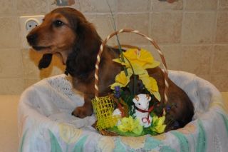 Jamnik d�ugow�osy